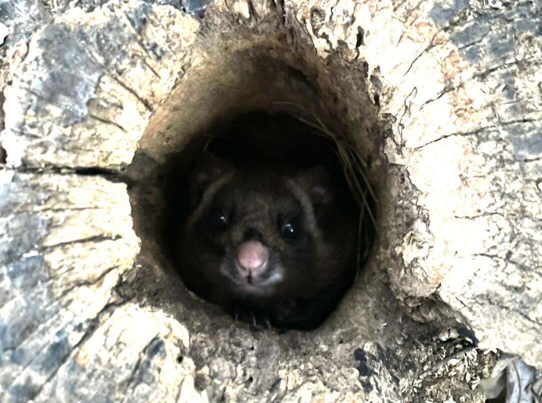 ムササビ｜到津の動物たち｜到津の森公園